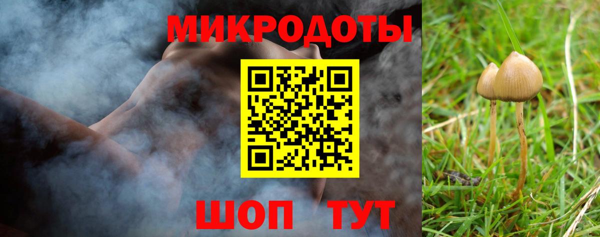 Галлюциногенные грибы Psilocybe Новомосковск